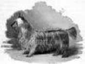 Historical Pictures of Yorkies 